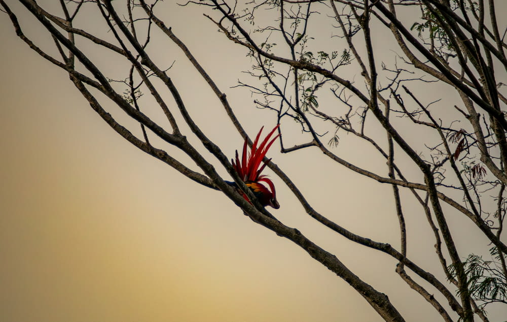 a red bird perched on top of a tree branch