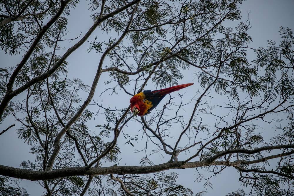 a parrot sitting on top of a tree branch