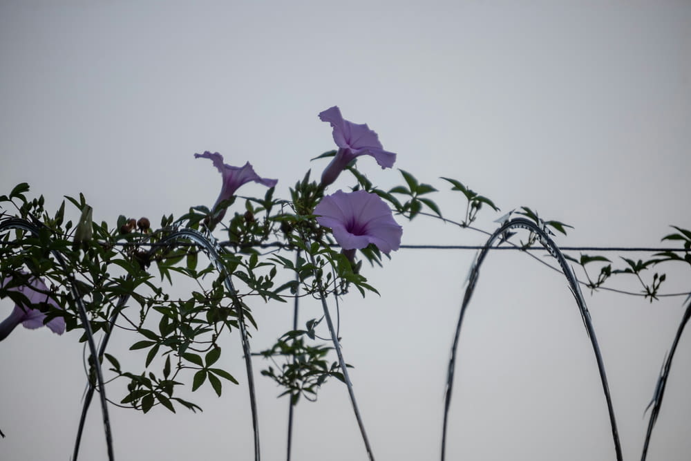 purple flowers are growing on a wire fence