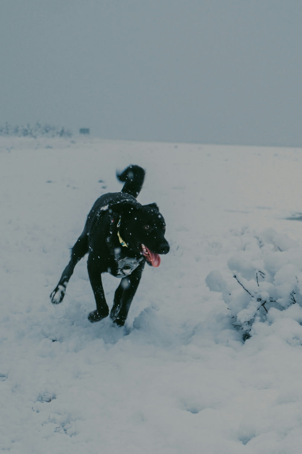 a dog playing in the snow with a frisbee