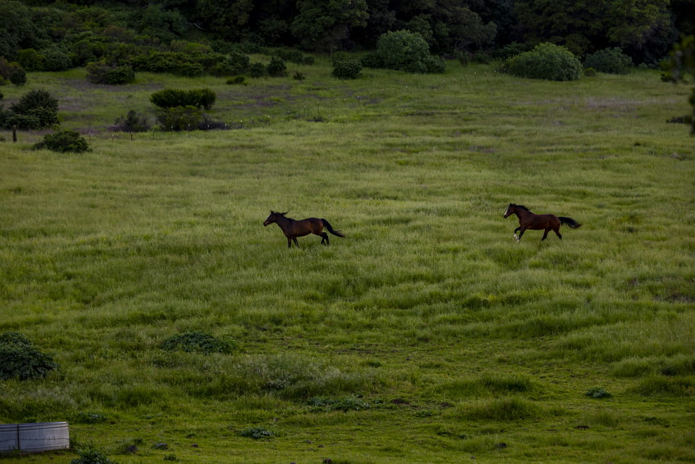 two horses running in a field of grass
