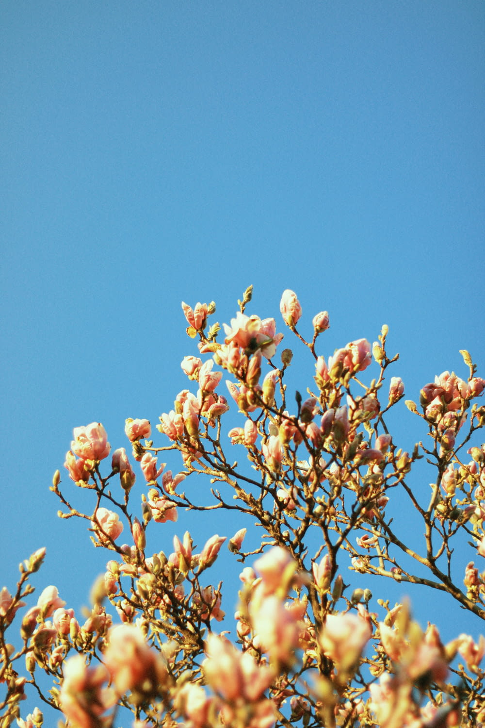 um pássaro sentado em um galho de árvore com um céu azul no fundo