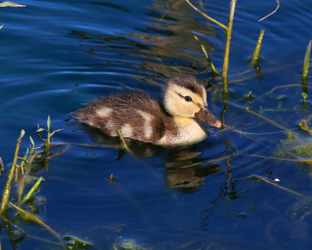 a duckling swims in a pond with reeds
