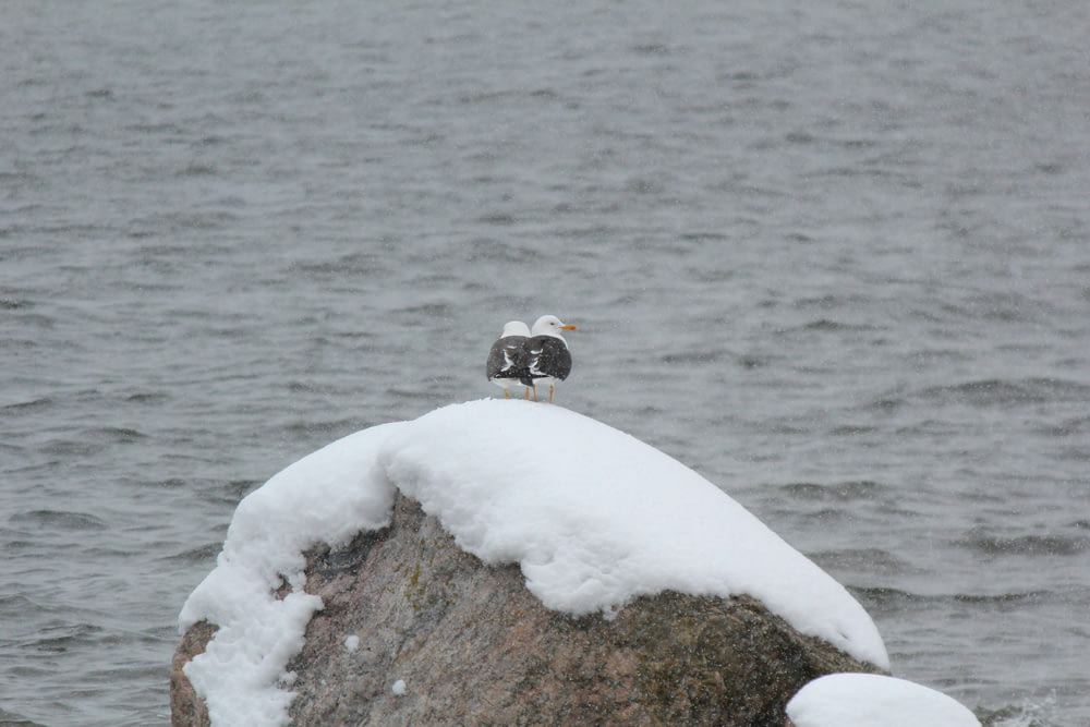 two seagulls sitting on top of a rock in the snow