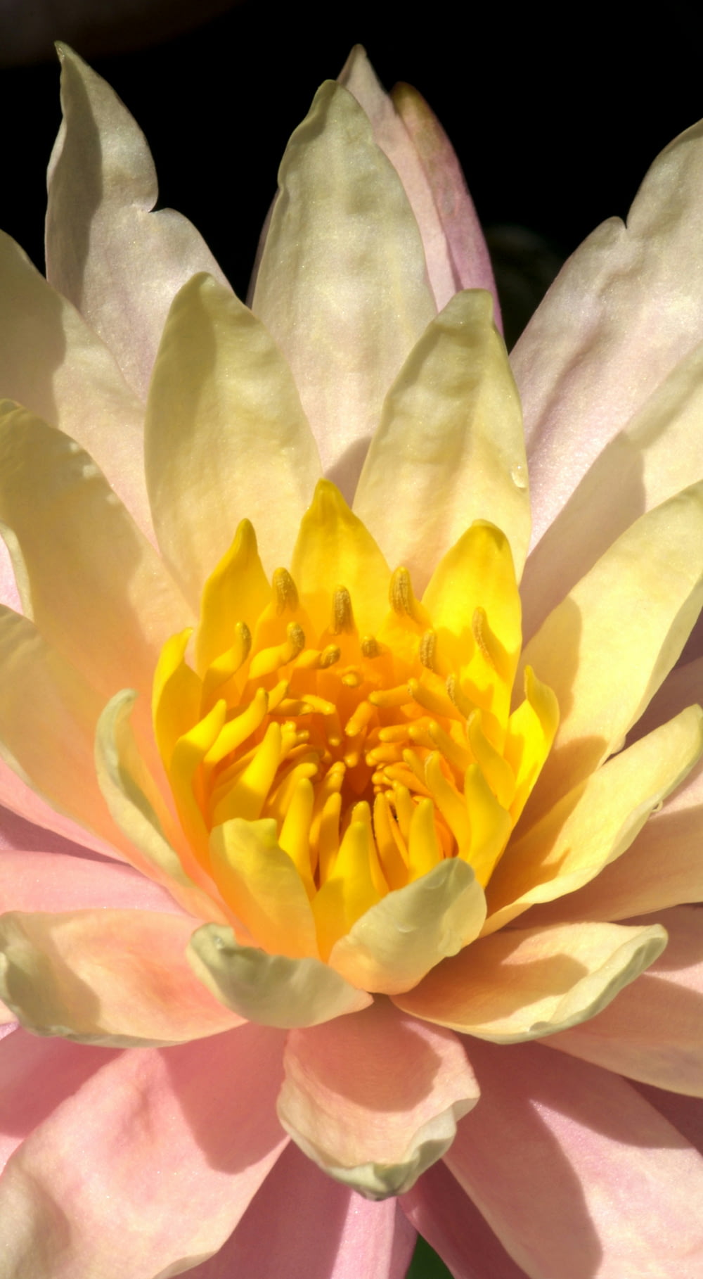 a yellow and pink flower with a black background