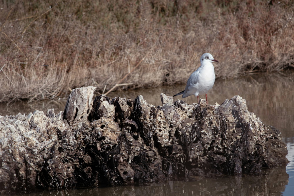 a seagull sitting on a rock in the water