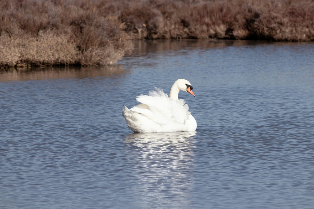 ein weißer Schwan, der auf einem See schwimmt