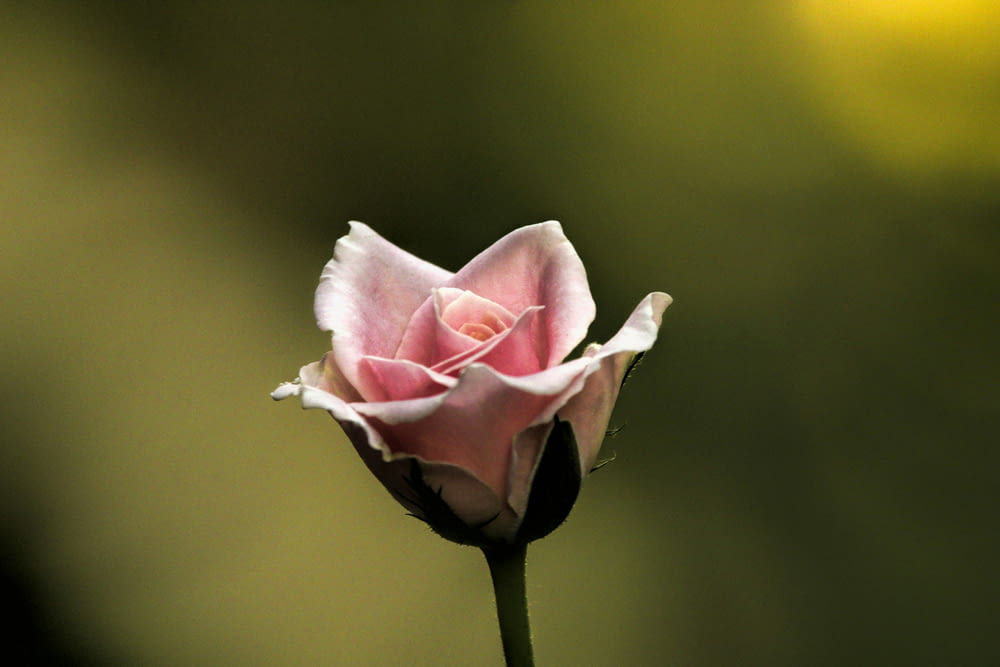 a single pink rose with a blurry background