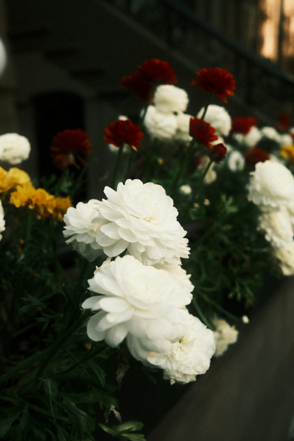 a row of white and red flowers sitting on top of a planter