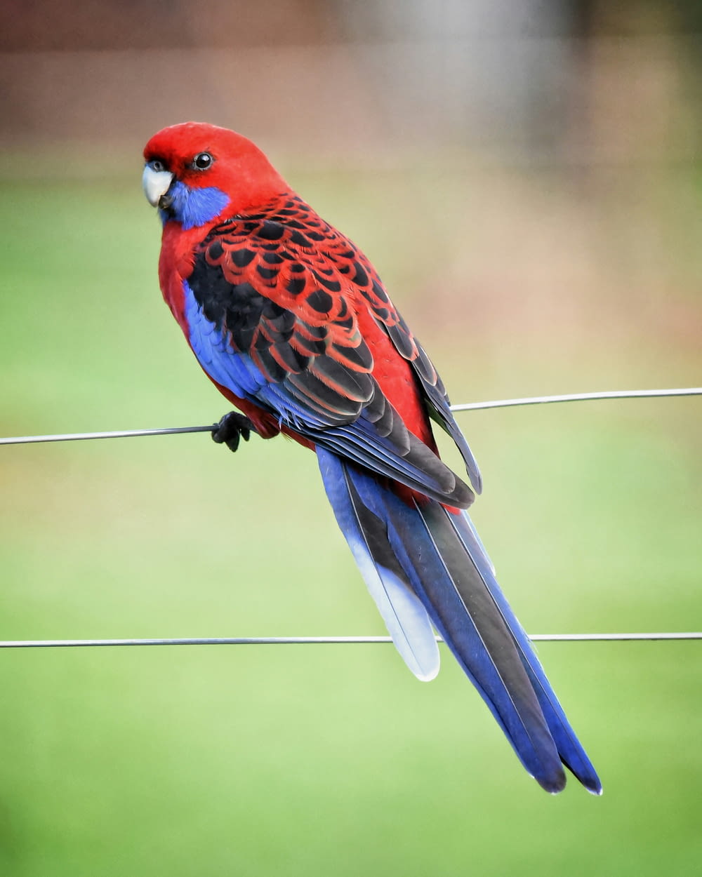 a red and blue bird sitting on a wire