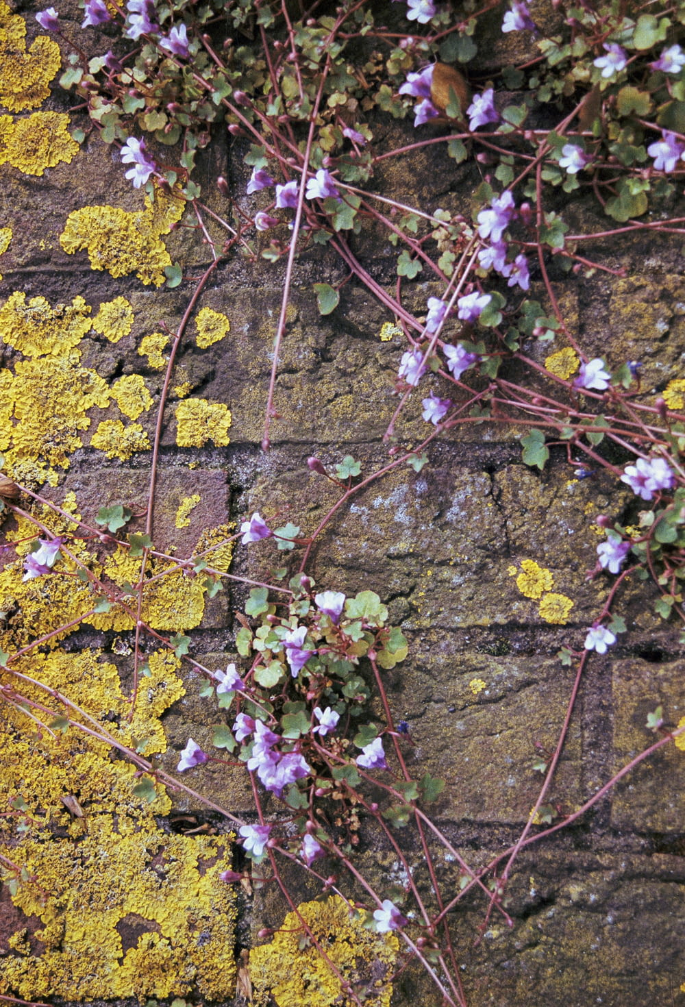 purple flowers growing on a brick wall