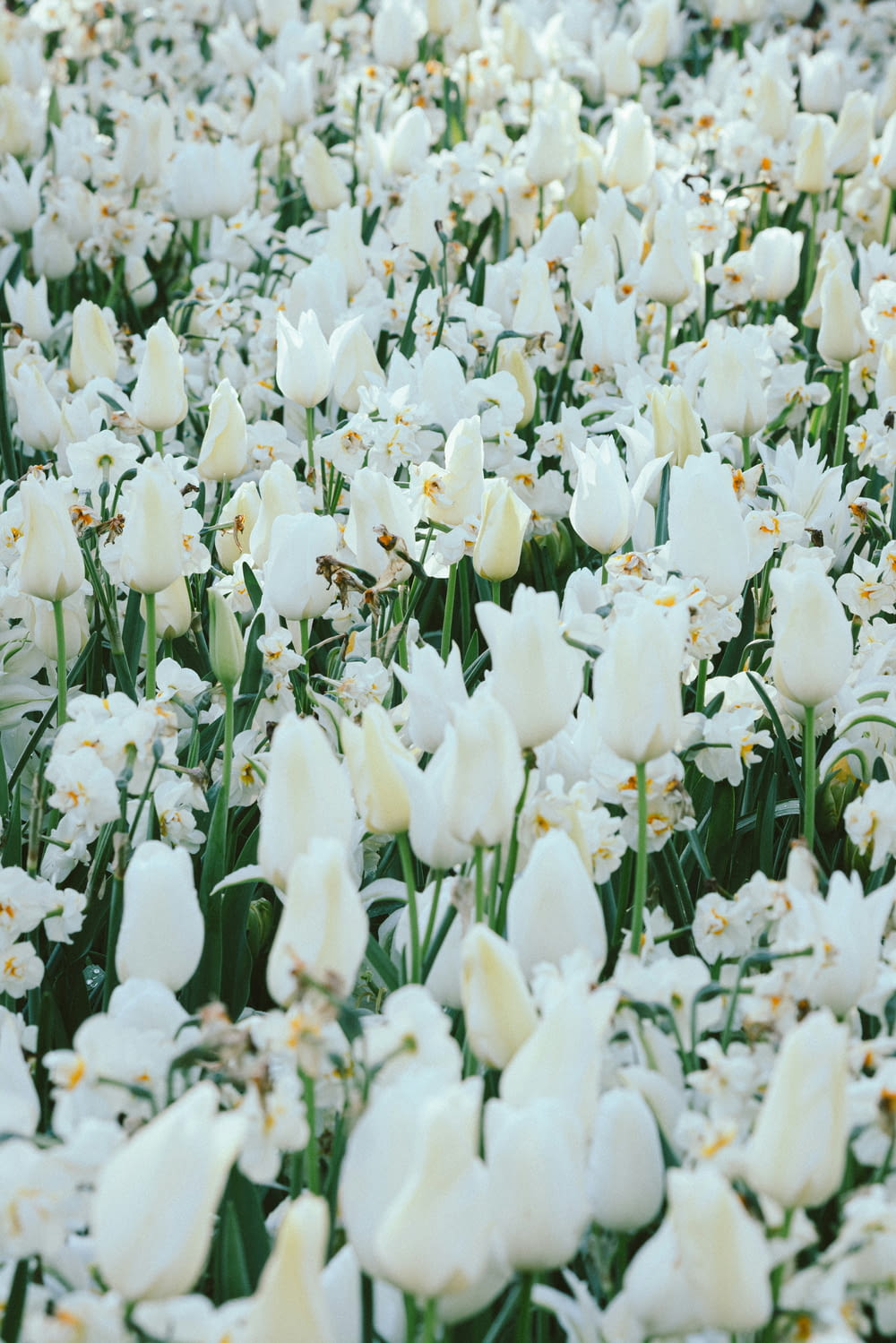 a field of white flowers with green stems