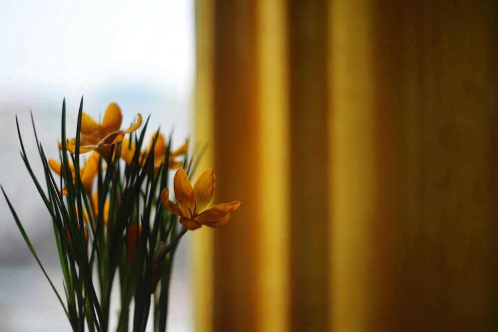 a vase filled with yellow flowers next to a window