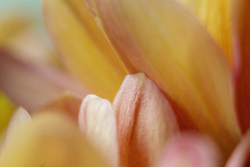 a close up view of a yellow and pink flower