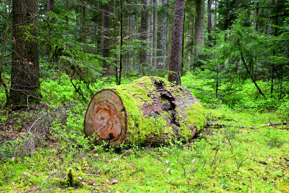 a large log in the middle of a forest