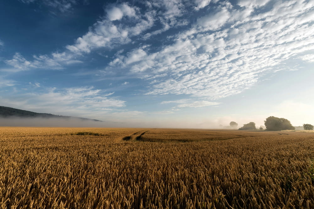 a large field of wheat under a blue sky