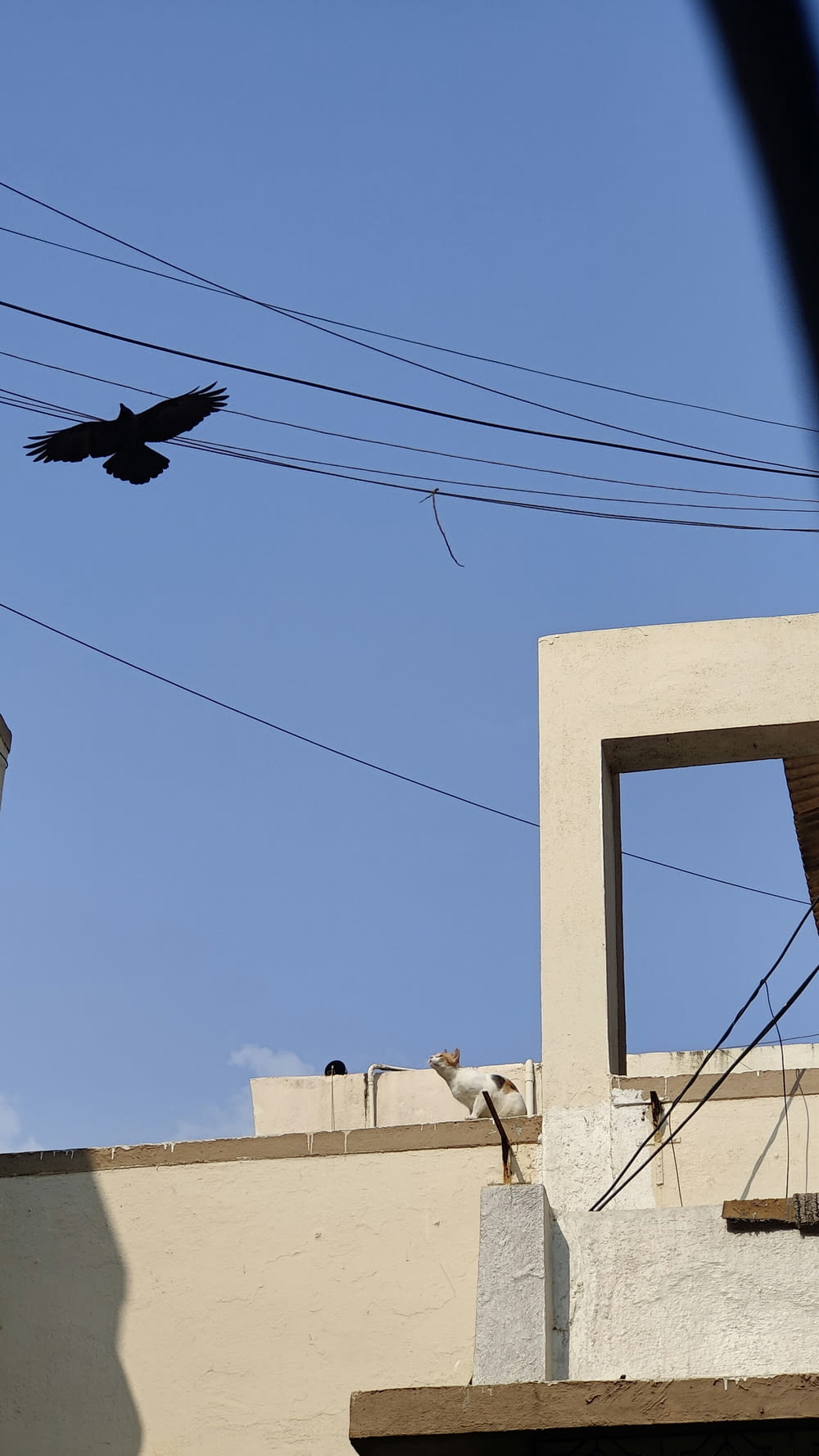 a bird flying over a building with power lines