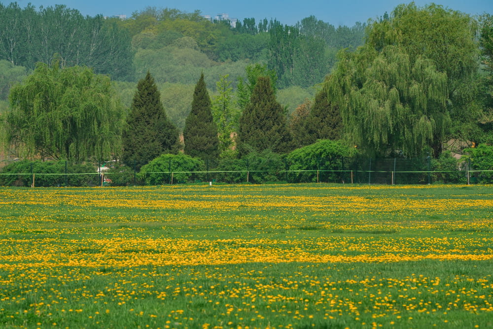 a field with yellow flowers and trees in the background