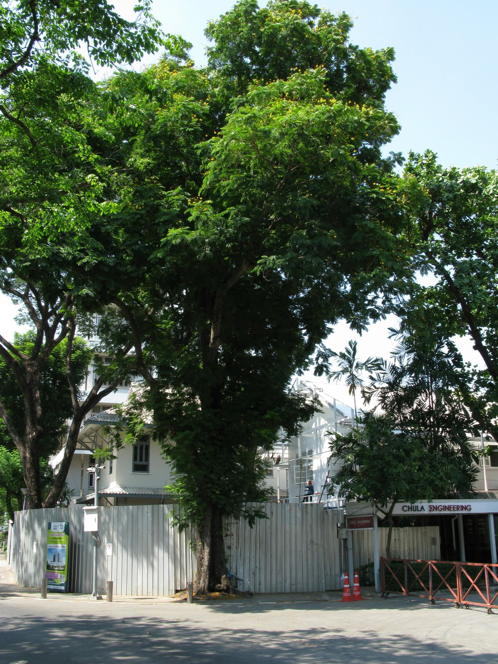 a large tree in front of a white fence