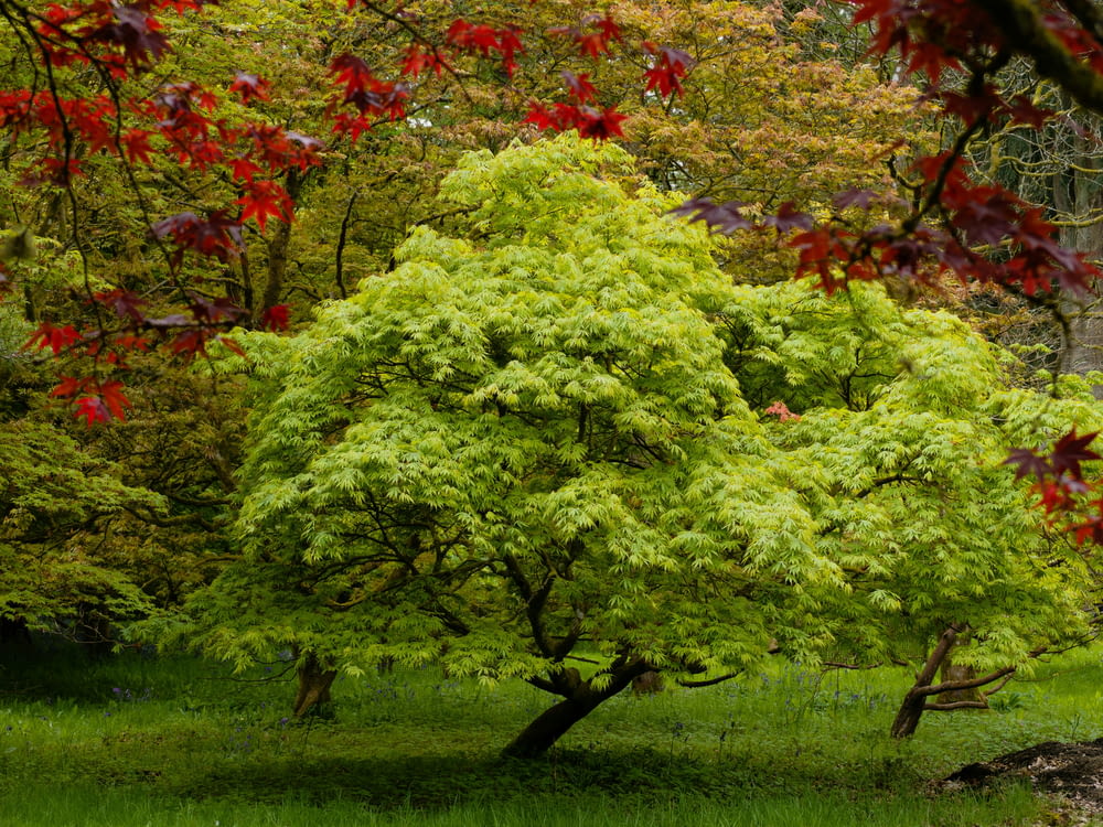 a green tree with red leaves in a park