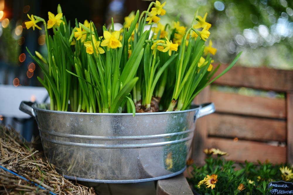 a metal bucket filled with lots of yellow flowers