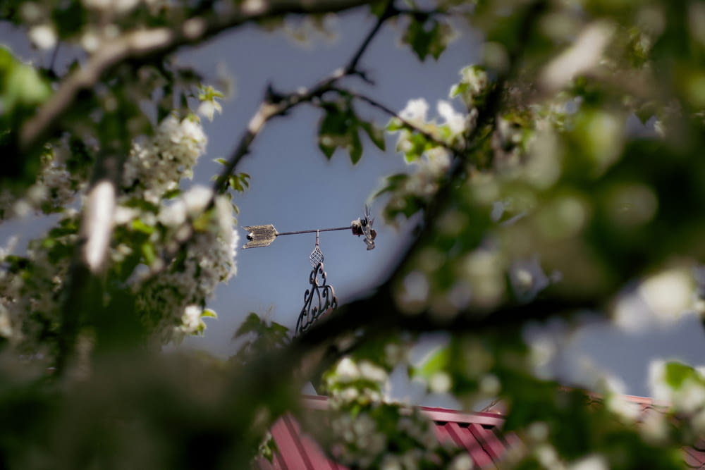 a clock tower is seen through the branches of a tree