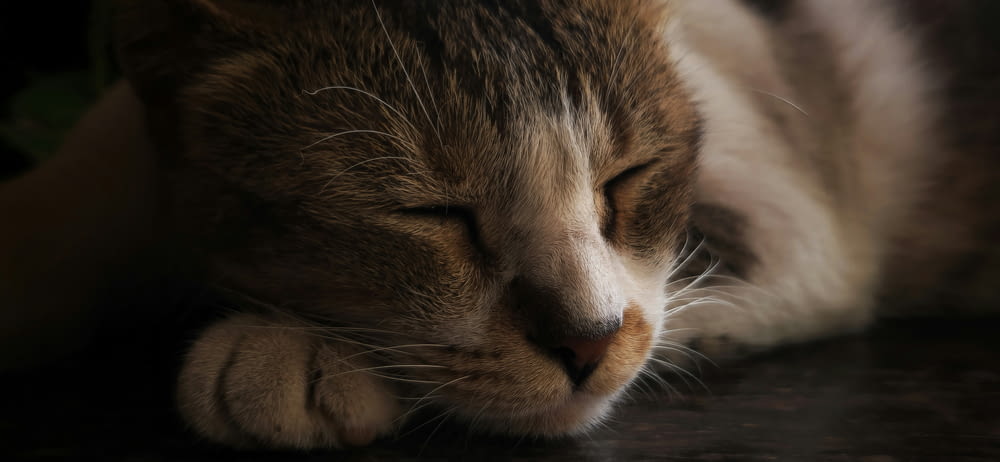 a close up of a cat sleeping on a table