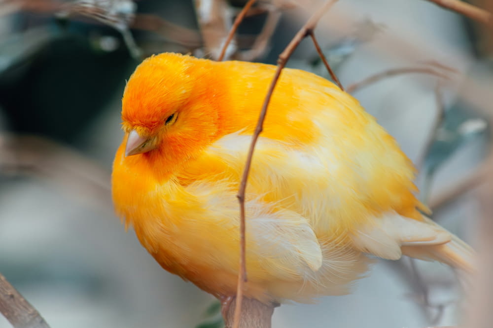 a yellow bird sitting on top of a tree branch