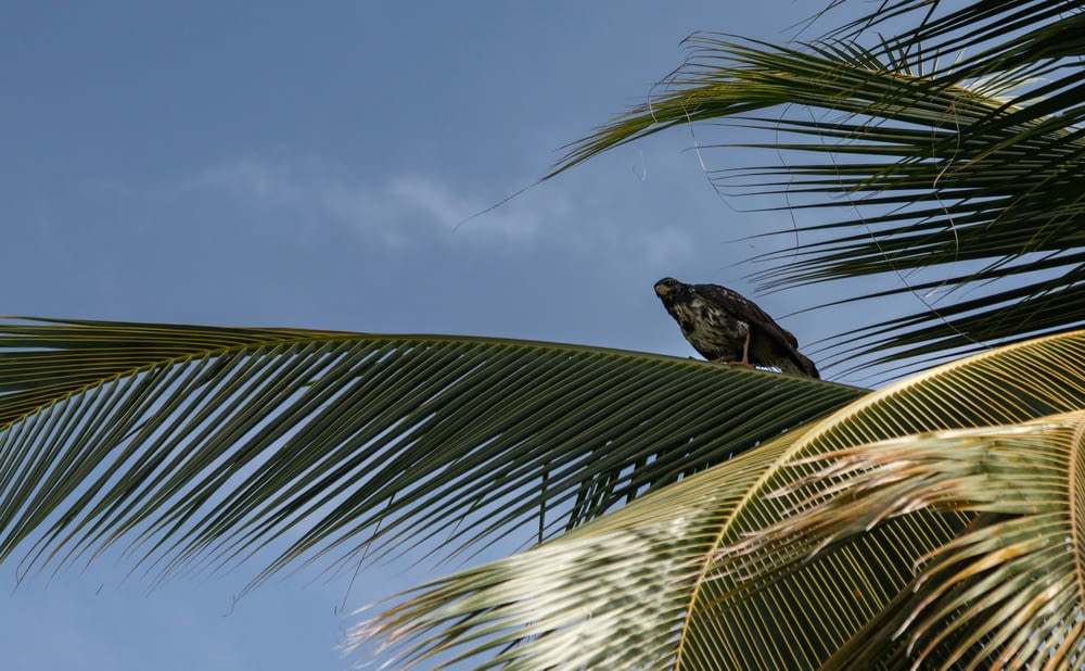un pájaro sentado en lo alto de una palmera