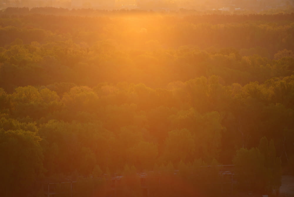 the sun is setting over a forest of trees