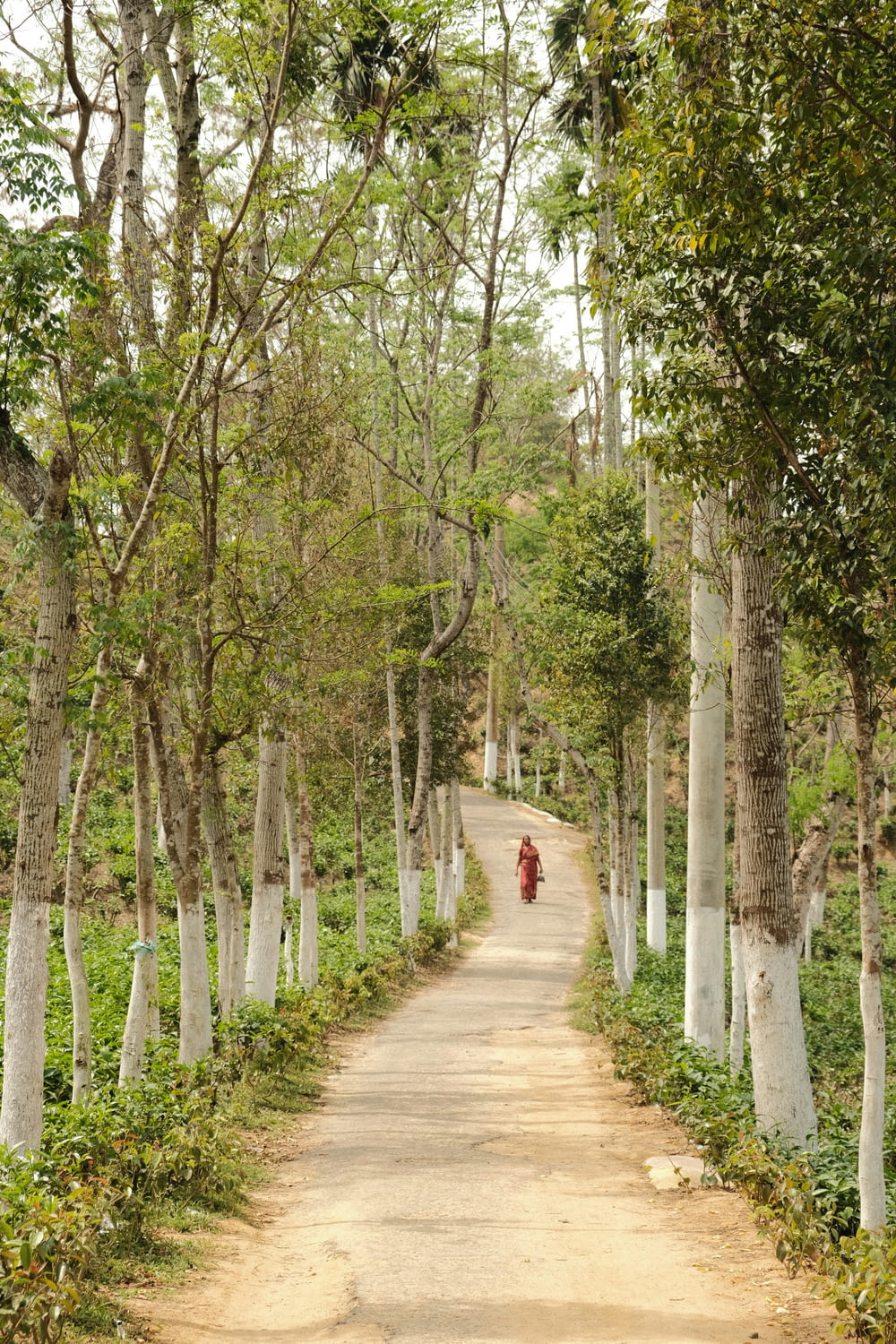 a person walking down a dirt road in the middle of a forest