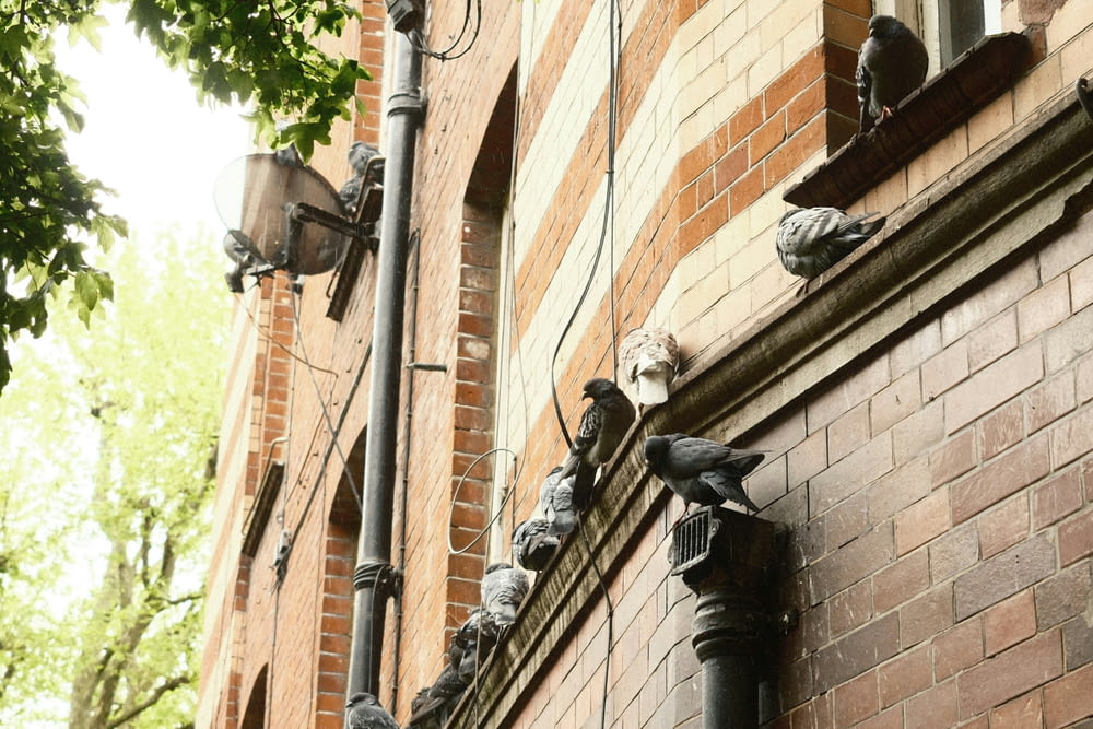 pigeons are perched on the corner of a brick building