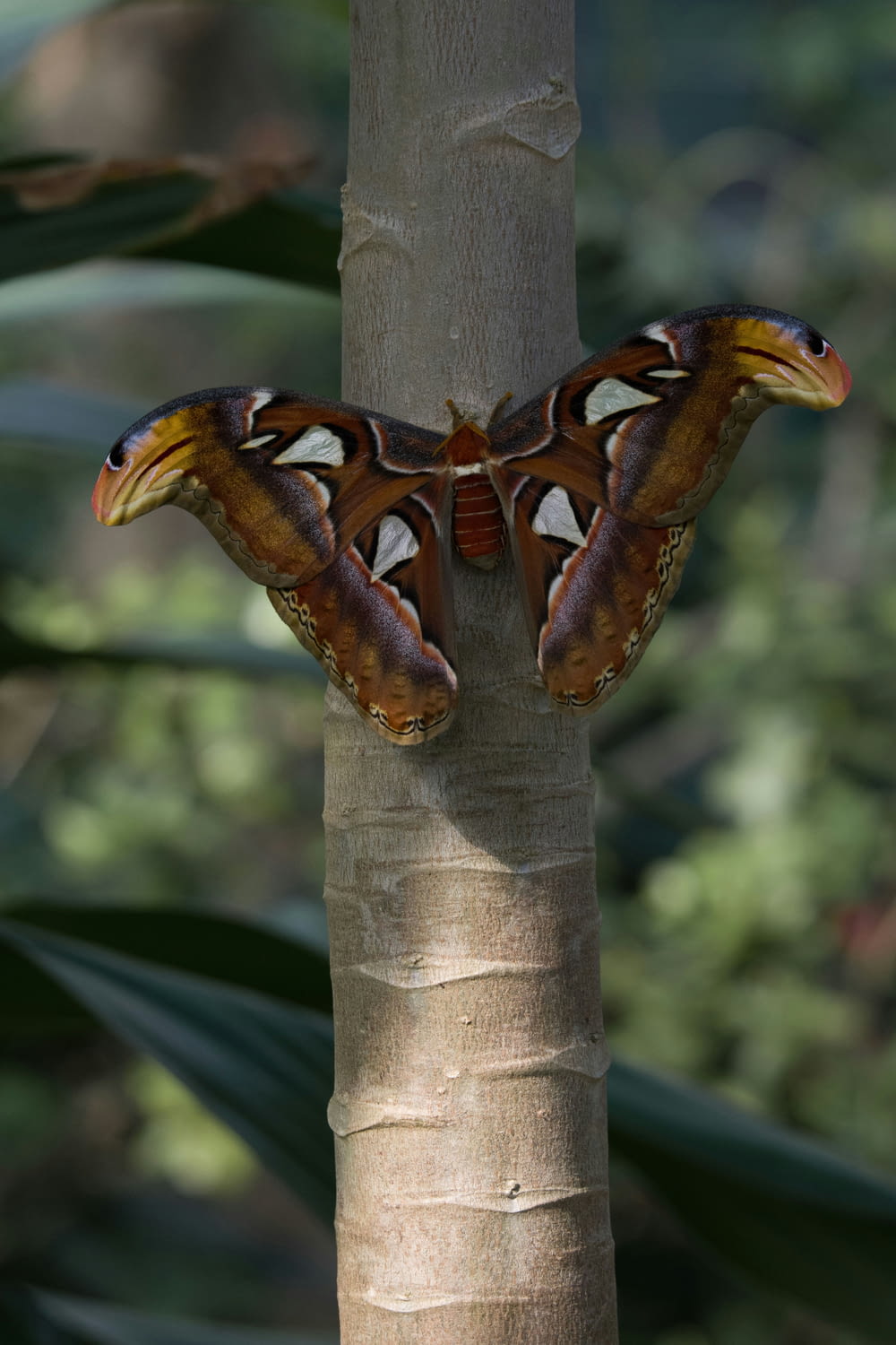 a large brown and black butterfly sitting on a tree