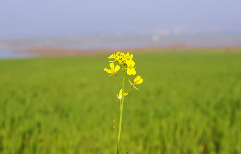 une fleur jaune dans un champ d’herbe verte
