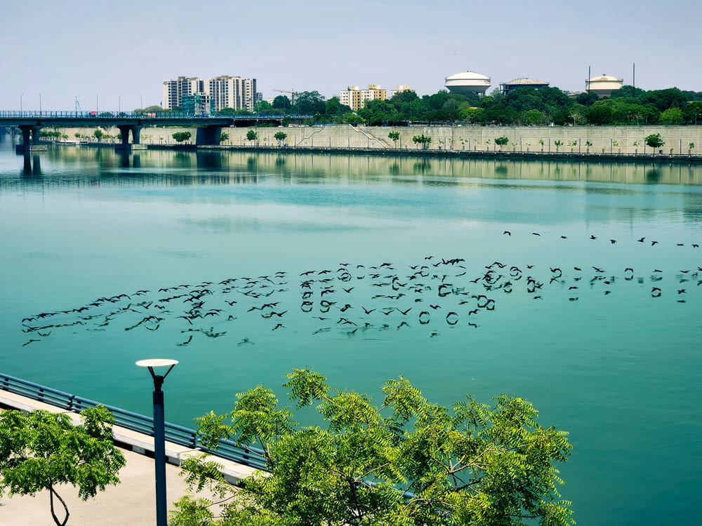 a flock of birds flying over a river next to a bridge