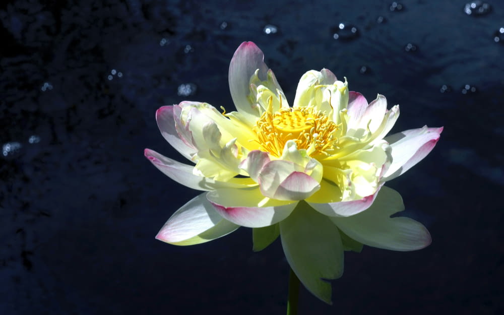 a white and yellow flower with water droplets