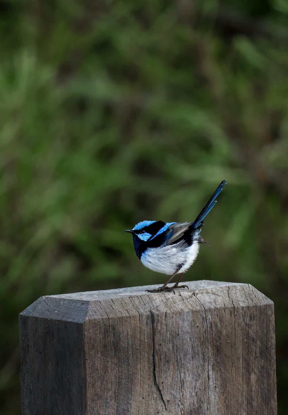 a blue and white bird sitting on a wooden post