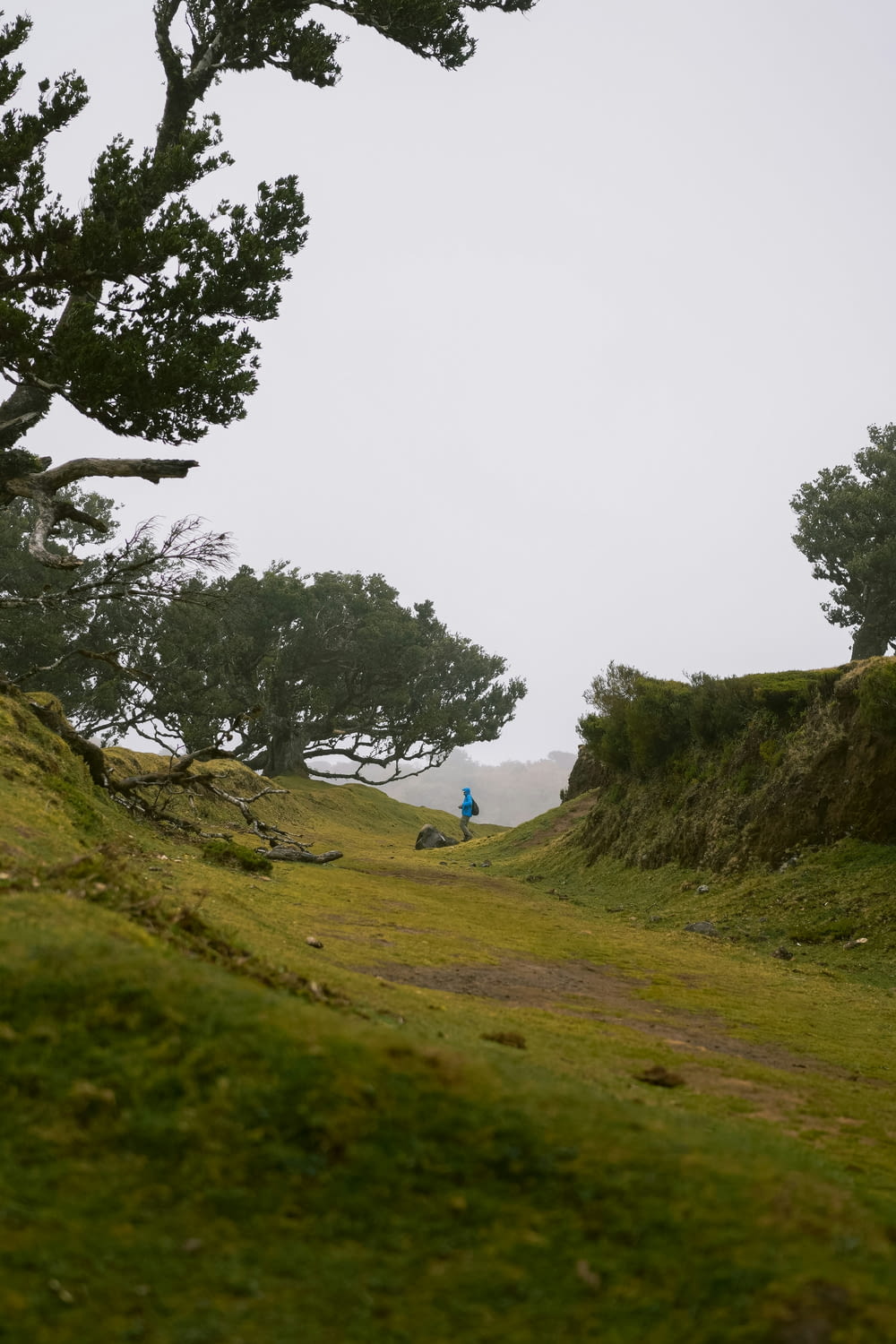 a person walking on a path through a grassy area