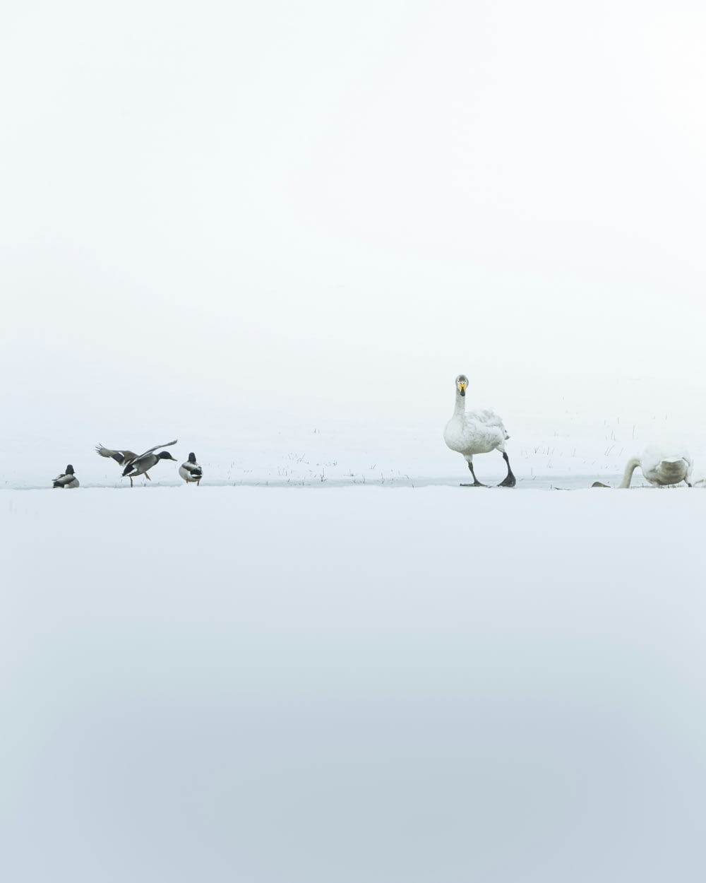 a flock of birds standing on top of a snow covered field