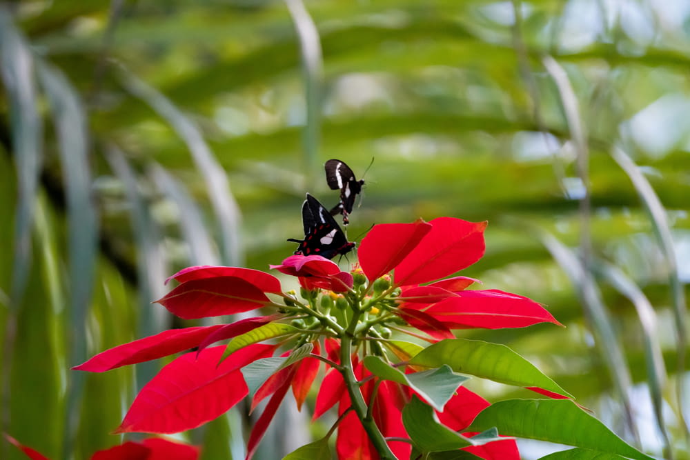 a black and white insect on a red flower