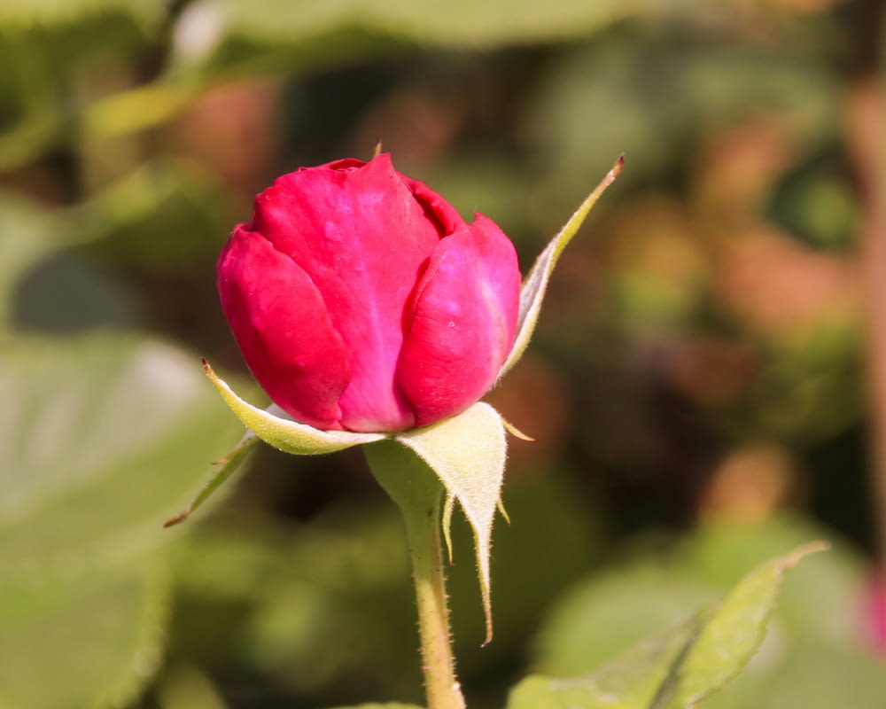 a single pink rose bud in a garden