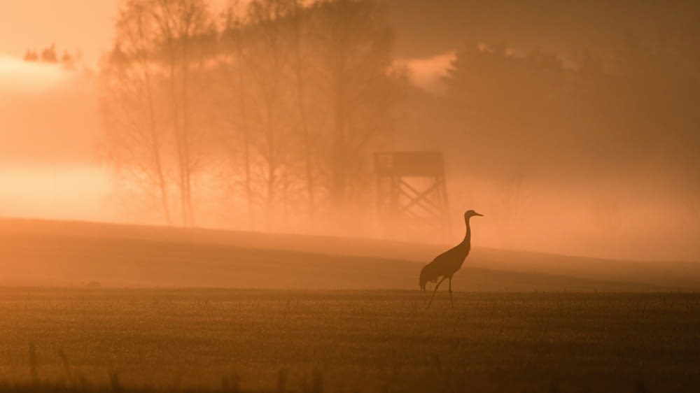 a bird standing in a field with a foggy background