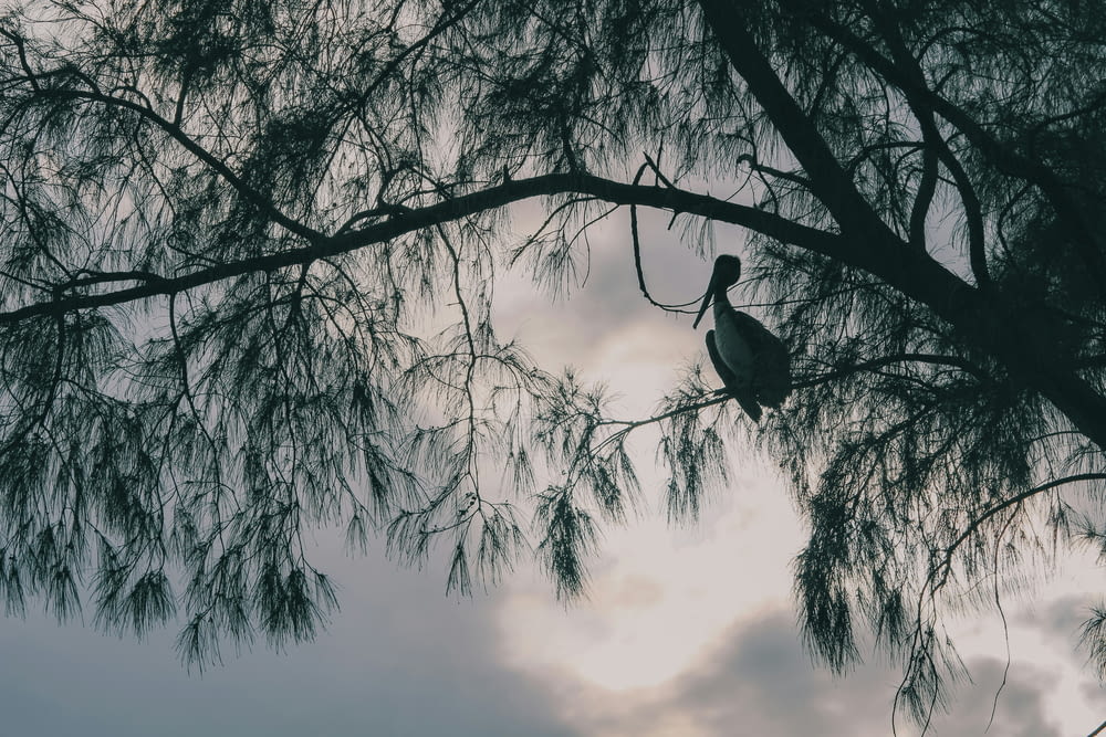un pájaro sentado en la rama de un árbol frente a un cielo nublado
