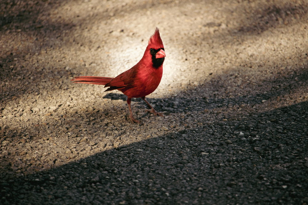 a red bird is standing on the ground