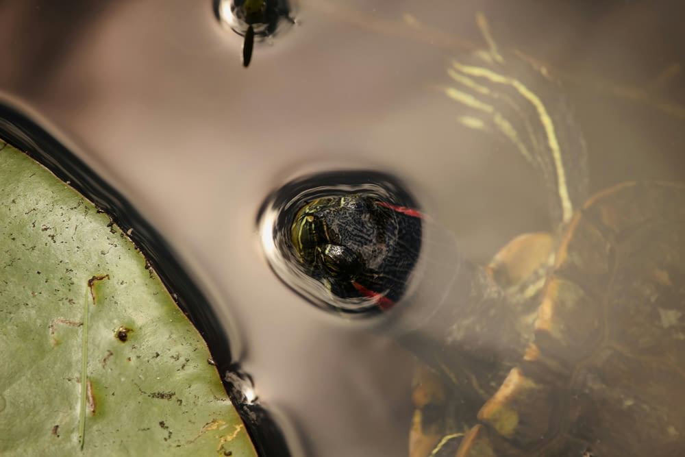 um close up de uma gota de água em uma folha