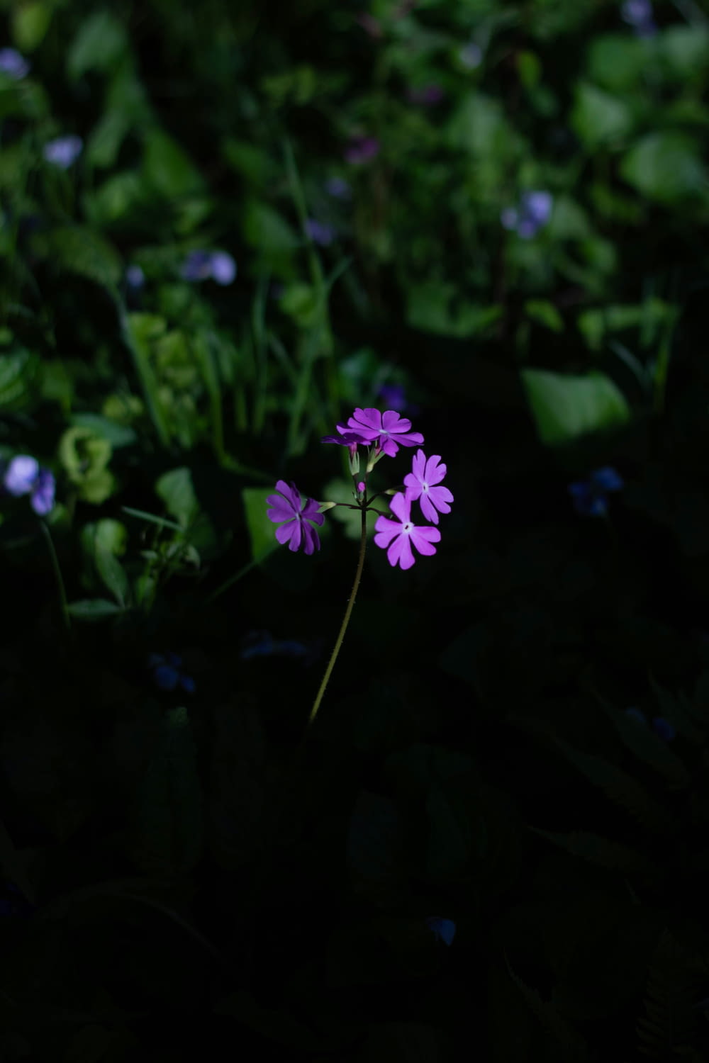 a single purple flower in the middle of a field
