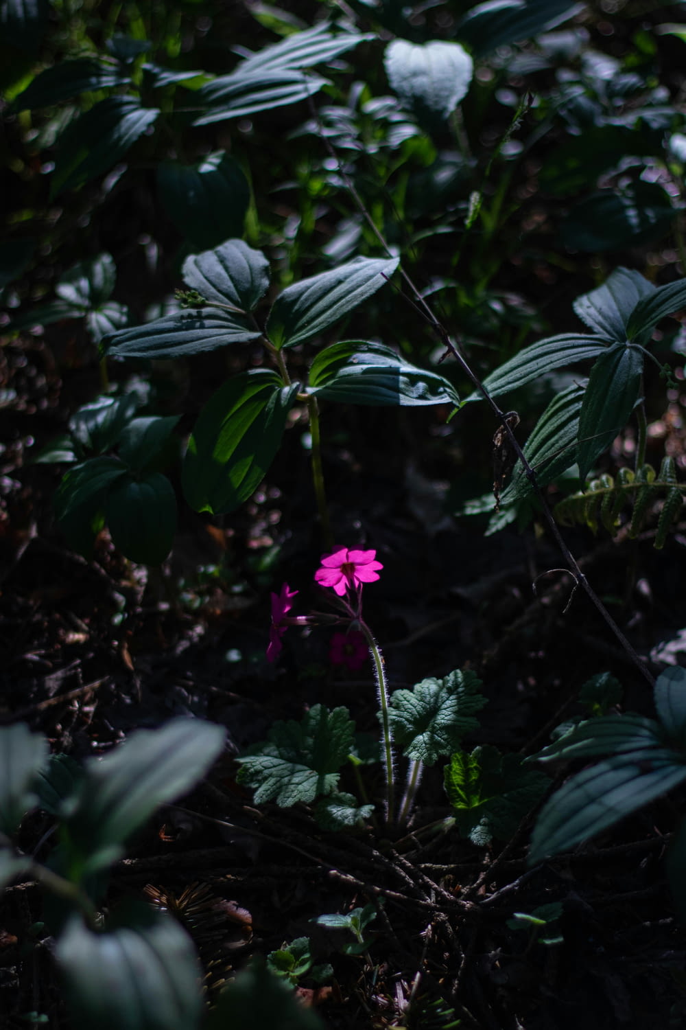 Eine einzelne rosa Blume sitzt mitten im Wald