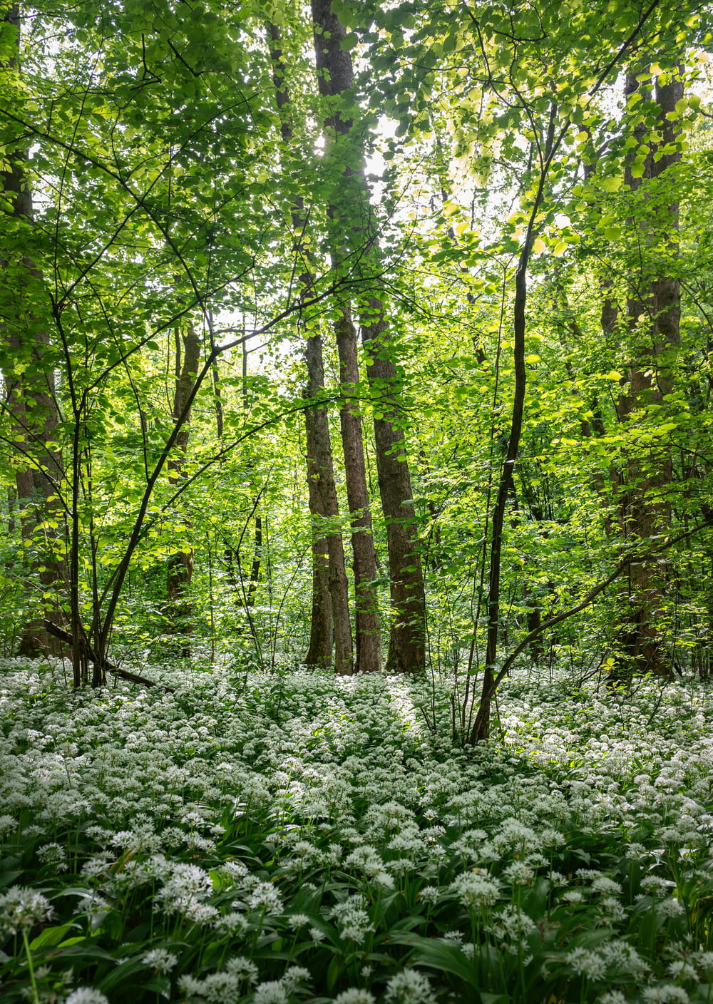 a lush green forest filled with lots of white flowers