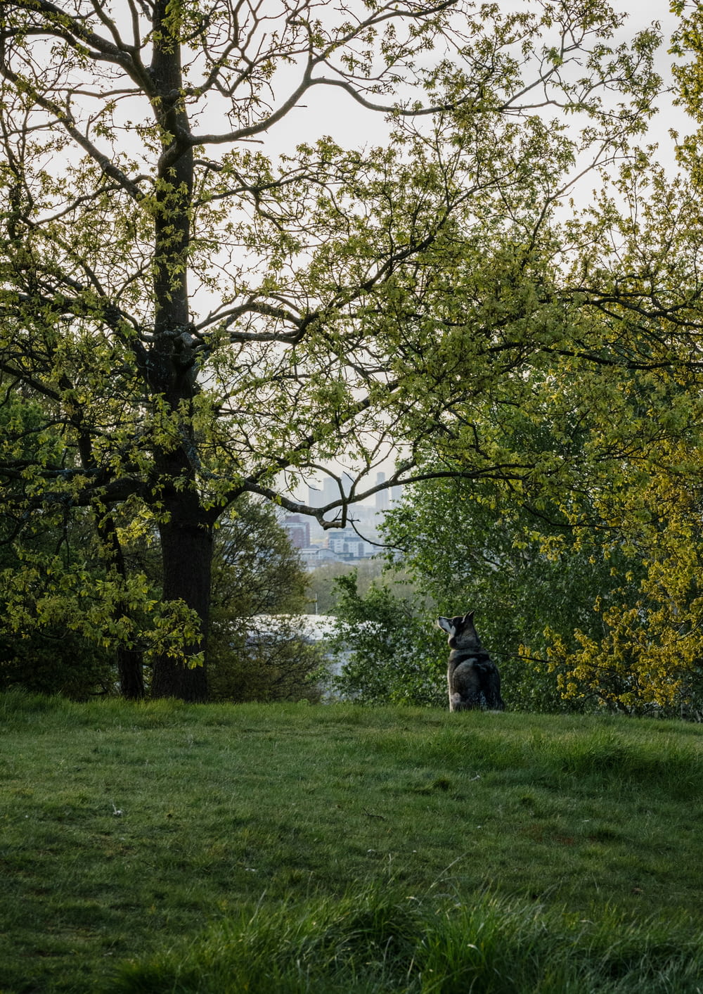 a dog sitting on a grassy hill next to a tree