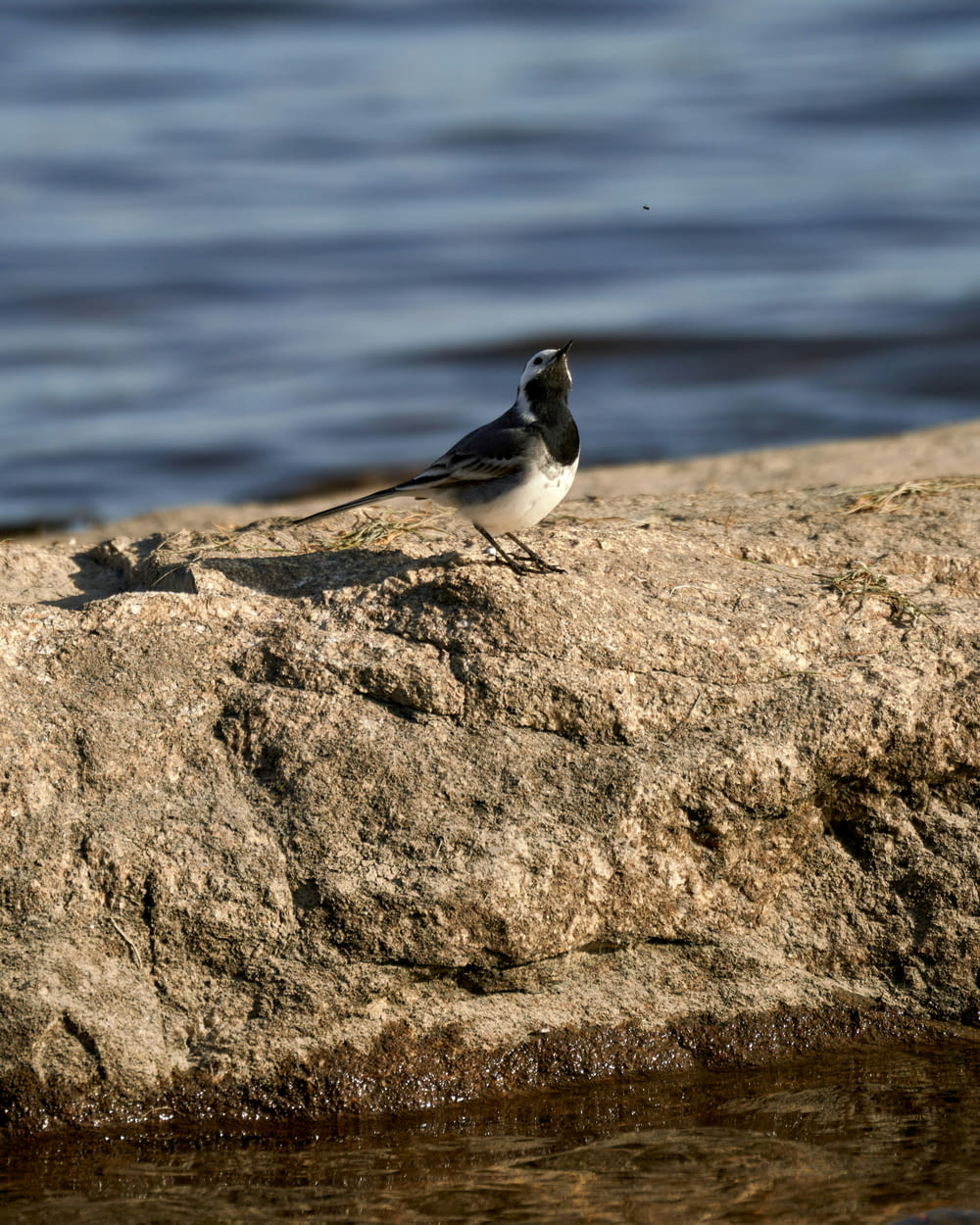 a bird sitting on a rock near the water